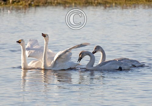 Whooper Swans DM0973